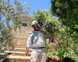 Kichererbsen_Ernte_Libanon2
