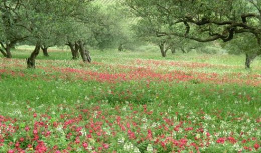 Blühender Mohn unter Olivenbäume