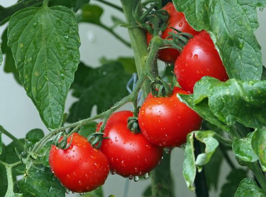 Foto: rote Tomaten am Strauch